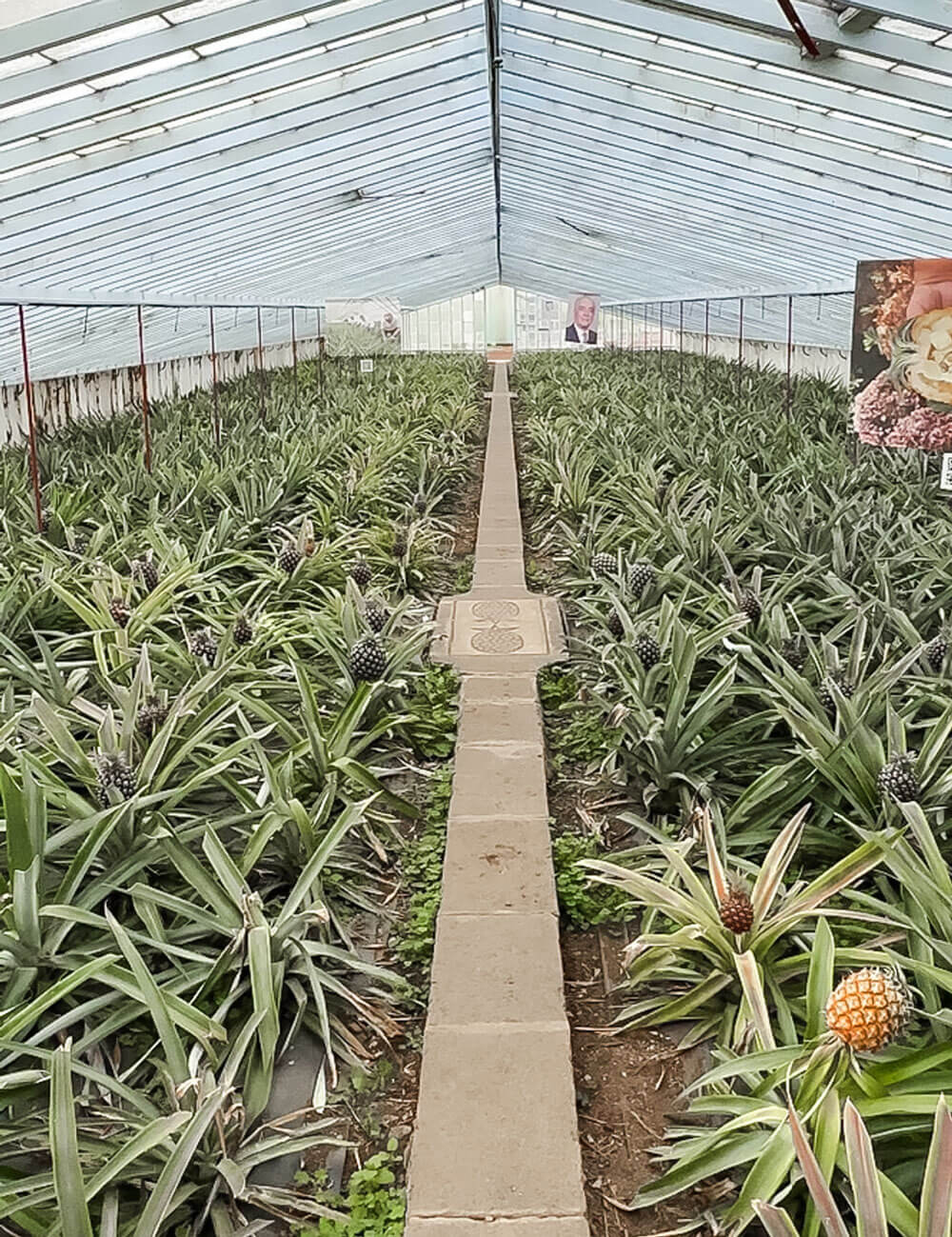 Plantación de piña